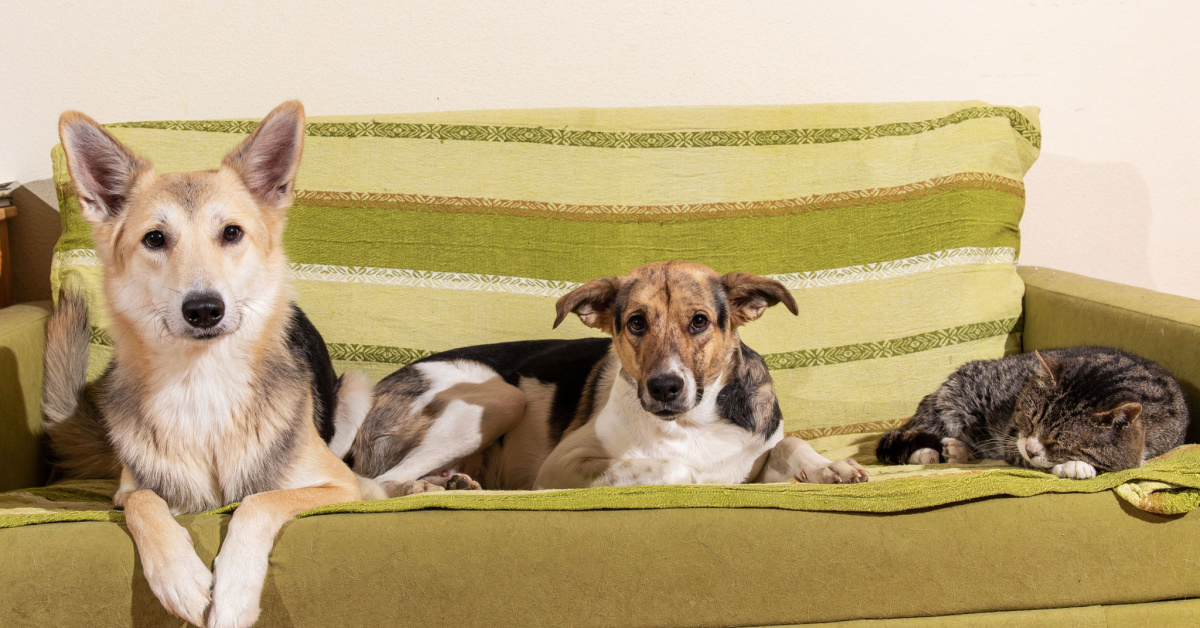 Does Having A Dog Affect Renters Insurance