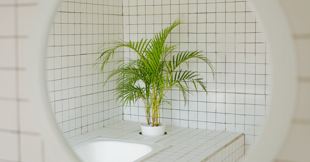 How to Get Rid of Mold In Your Apartment Lemonade Insurance