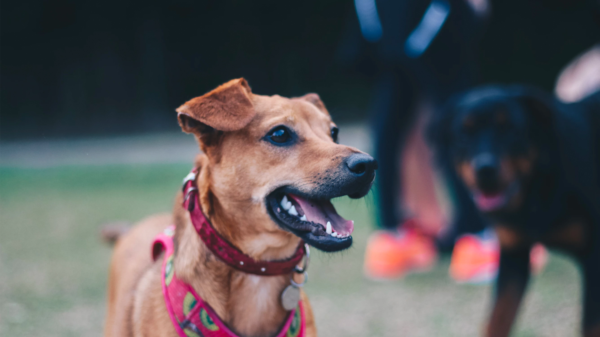 Does Homeowners Insurance Cover Dog Bites Lemonade Blog