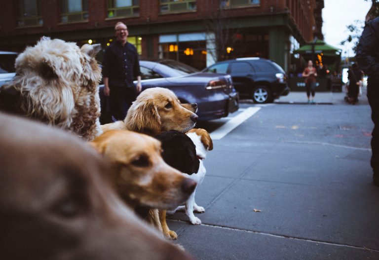 Does Homeowners Insurance Cover Dog Bites? Lemonade Blog