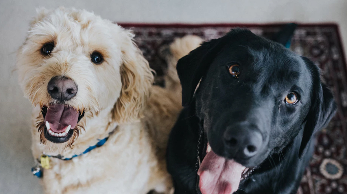 Is renters insurance worth it ? Why buy renters insurance