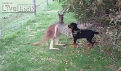 dog bite and home insurange