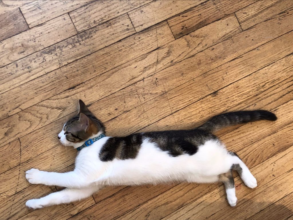 Lemonade's NYC Office Cat