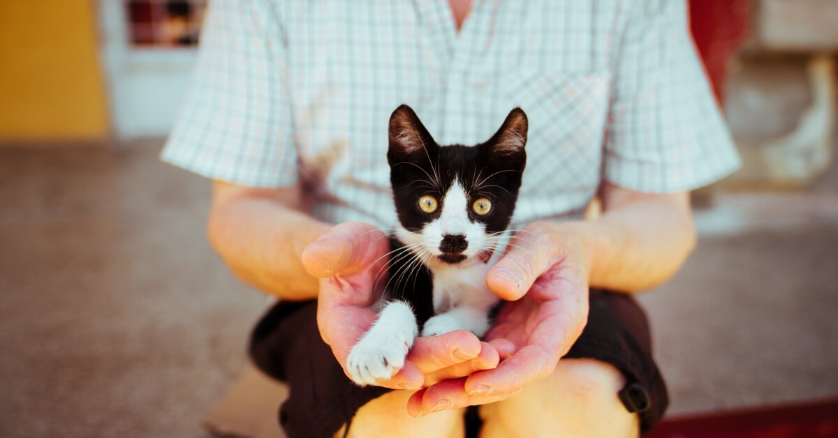 Adequan For Dogs Arthritis Injection What To Expect Alpha Dog Nutrition