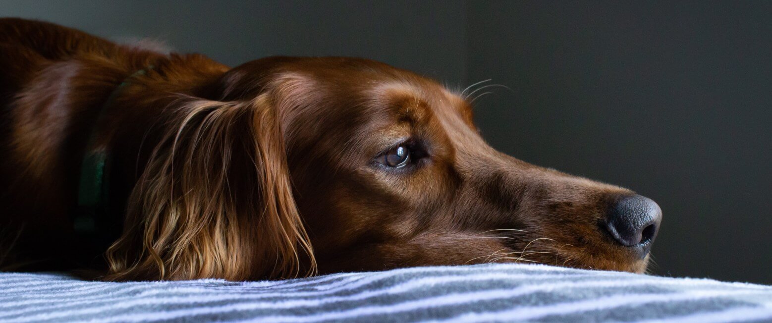 Dog Diseases Explained Lemonade Pet Health Insurance