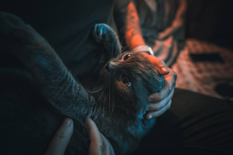 cat health insurance