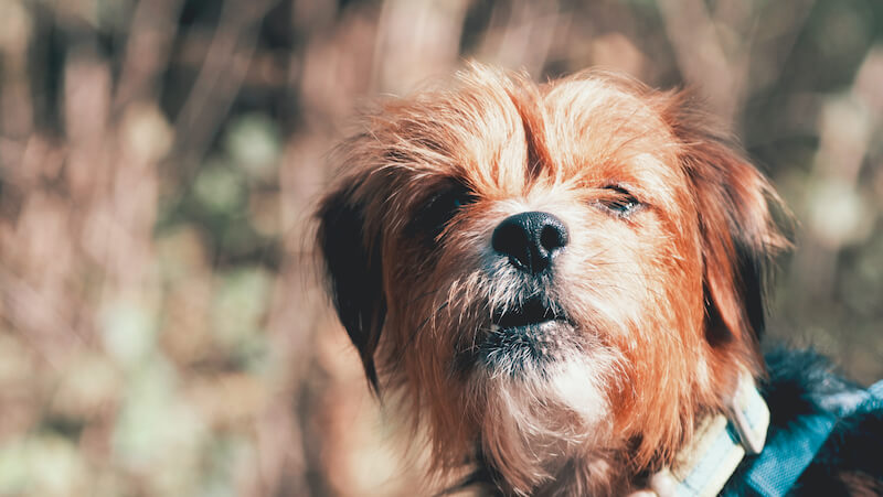 dog feces health