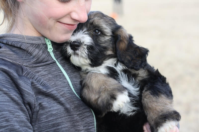 pet owner