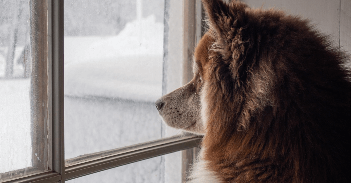 Separation Anxiety in Dogs, Explained