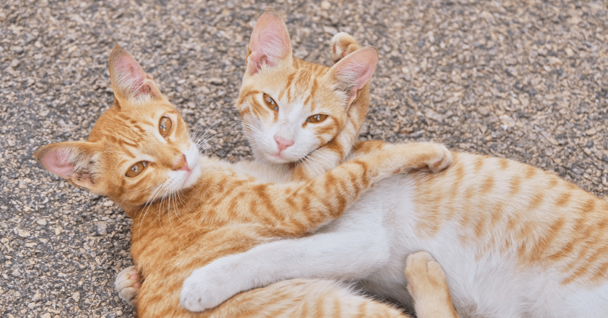Do Cats Get Lonely? | Lemonade Insurance