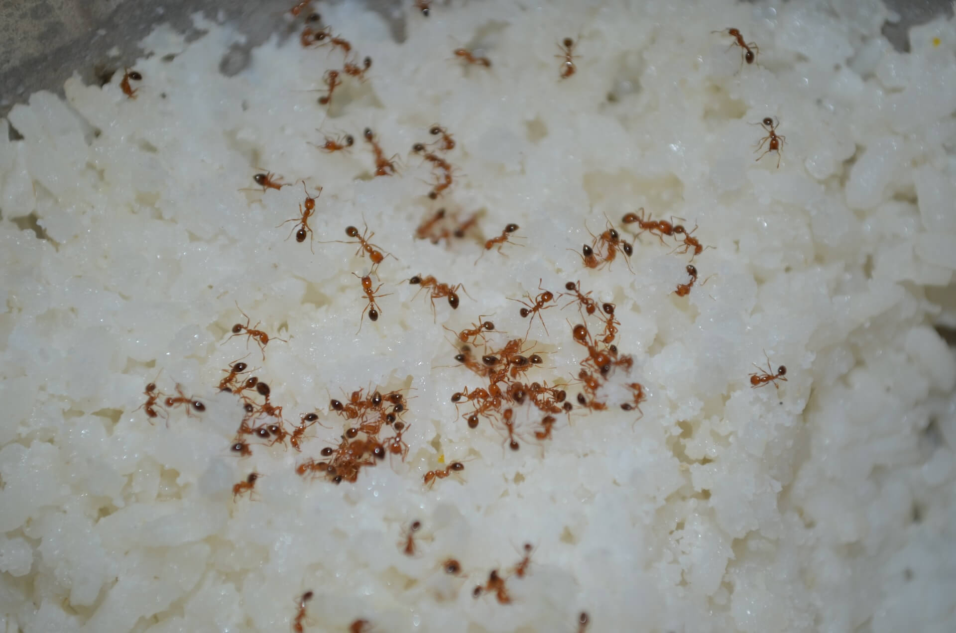 getting rid of ants