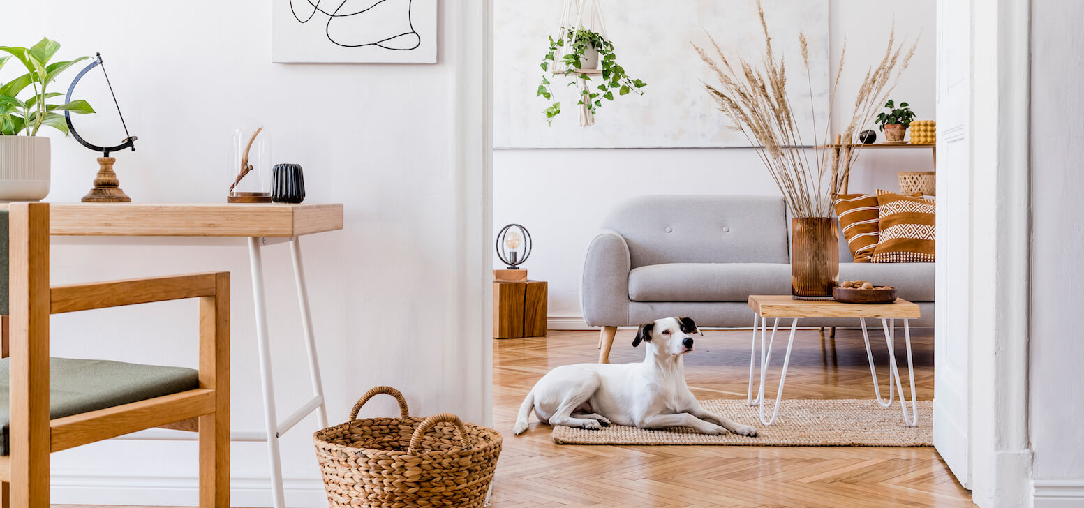best dogs for apartments