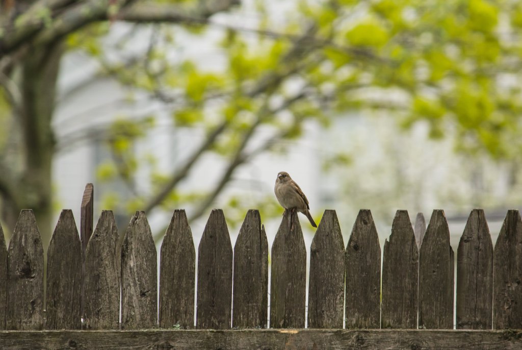 Does homeowners insurance cover fences?