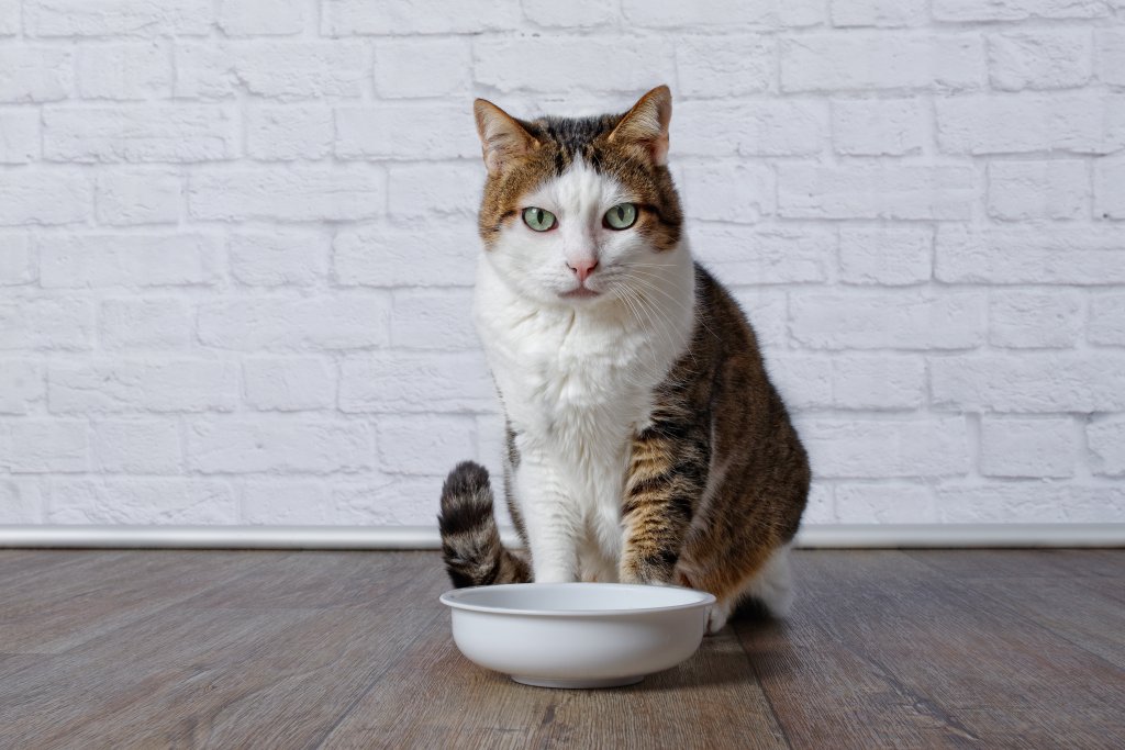 vet recommended cat food