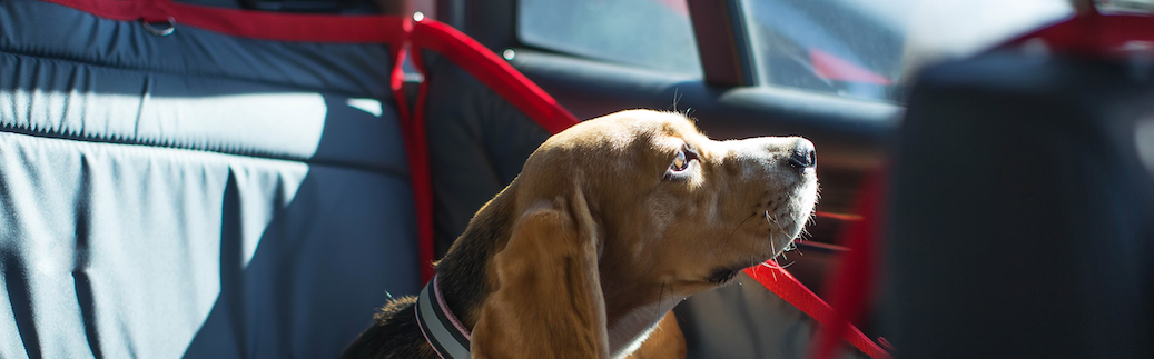 dog car safety