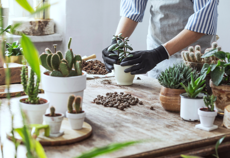 succulents are easy plants to move with