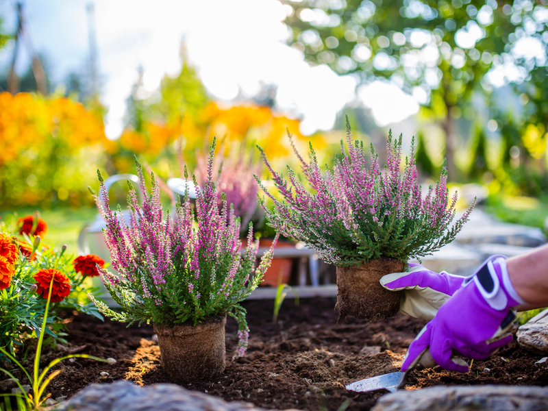 moving with garden plants