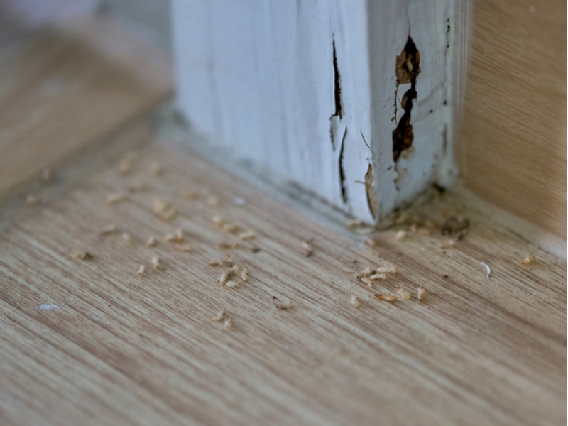 make sure your home is pest-free 