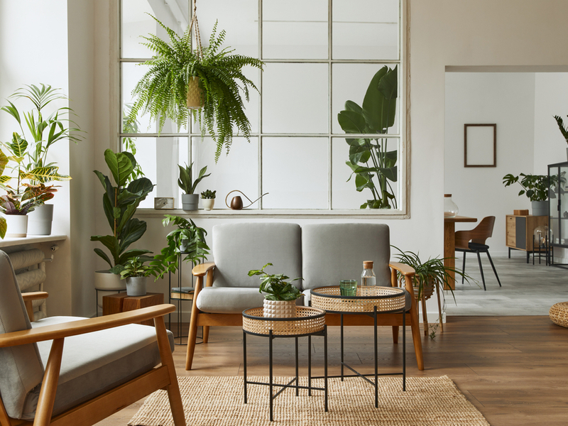 plants and home decor