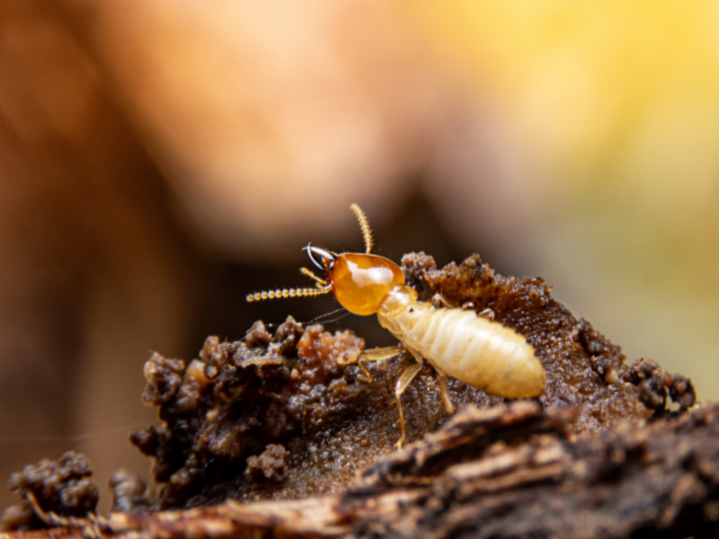 definition of termites