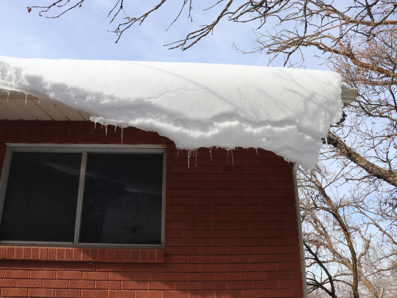 trim trees before branches overhang the roof