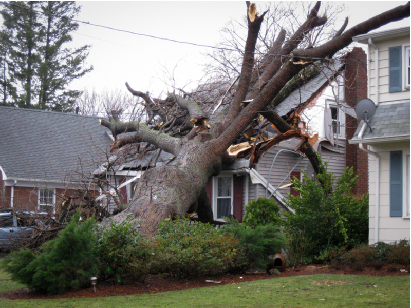 preparing trees for stormy weather