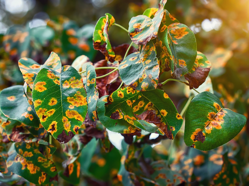 monitoring trees for disease