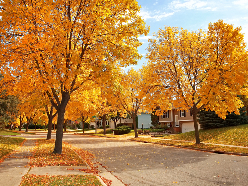 fall is a prime season for tree care.