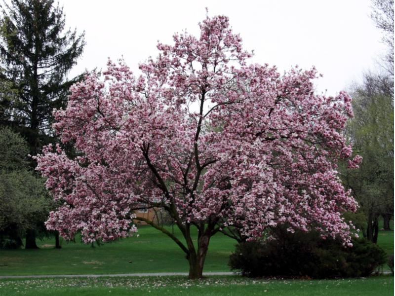 early blooming trees should not be pruned in winter