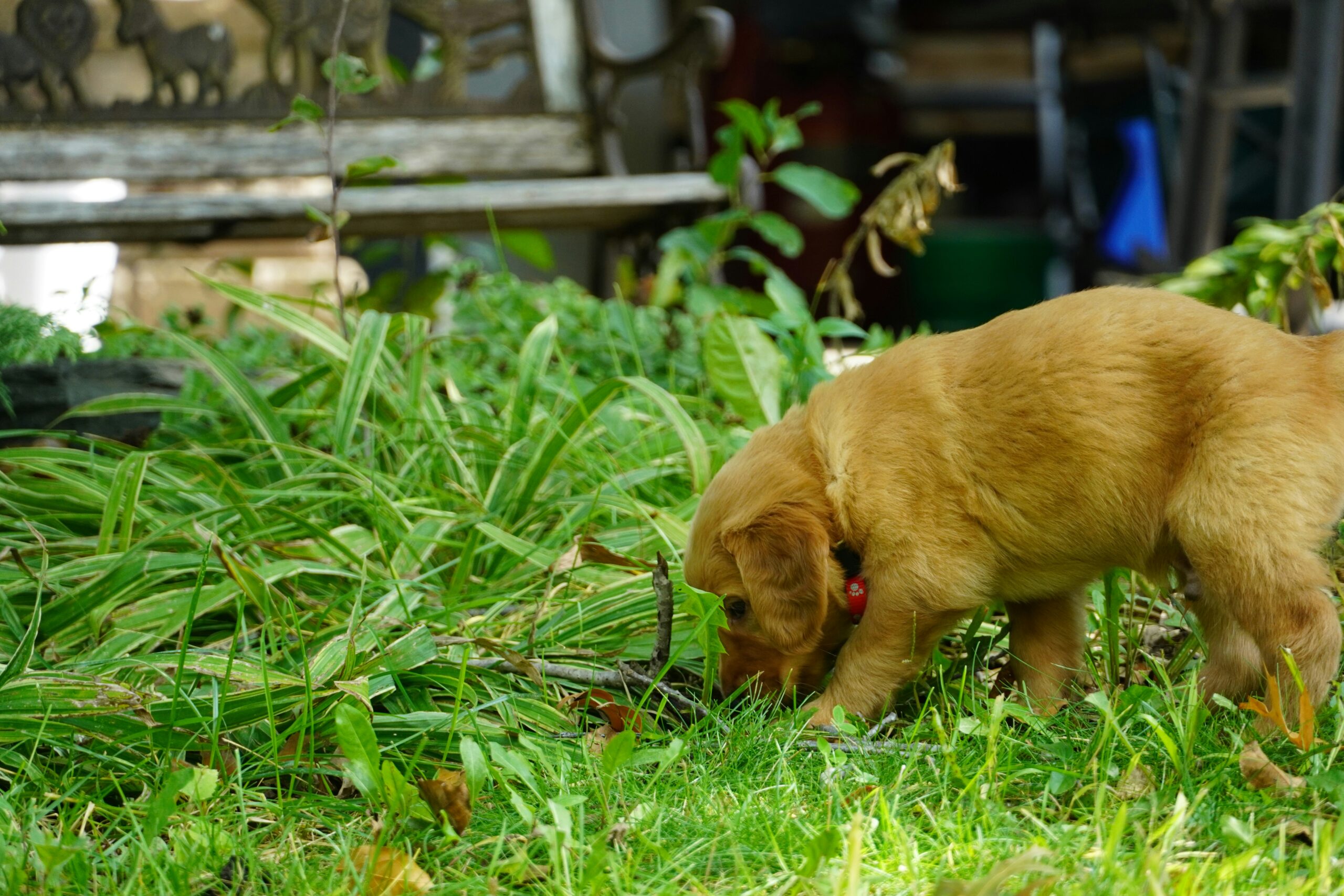 Why Is My Puppy Eating Grass?