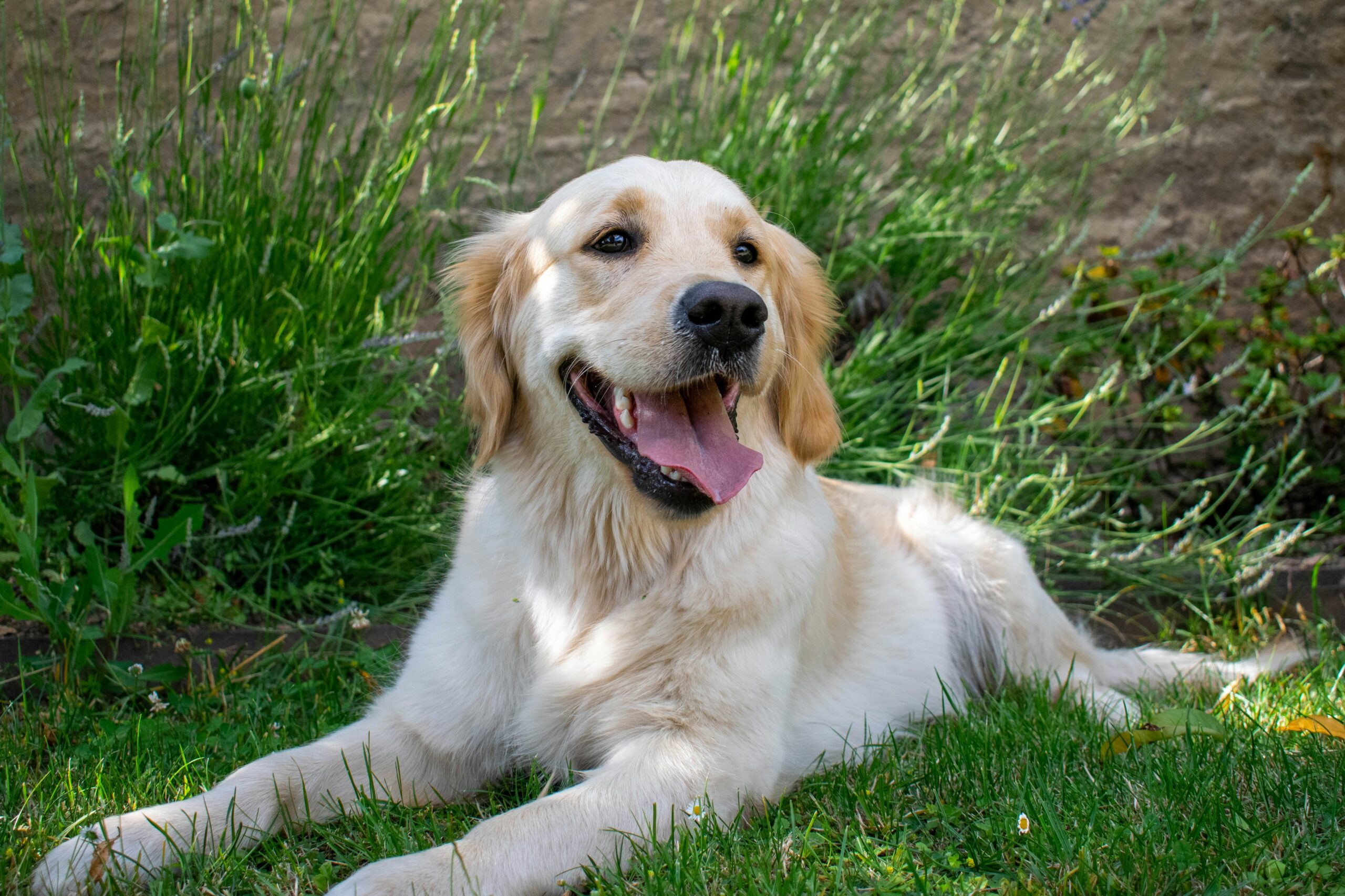 adopting a rescue dog