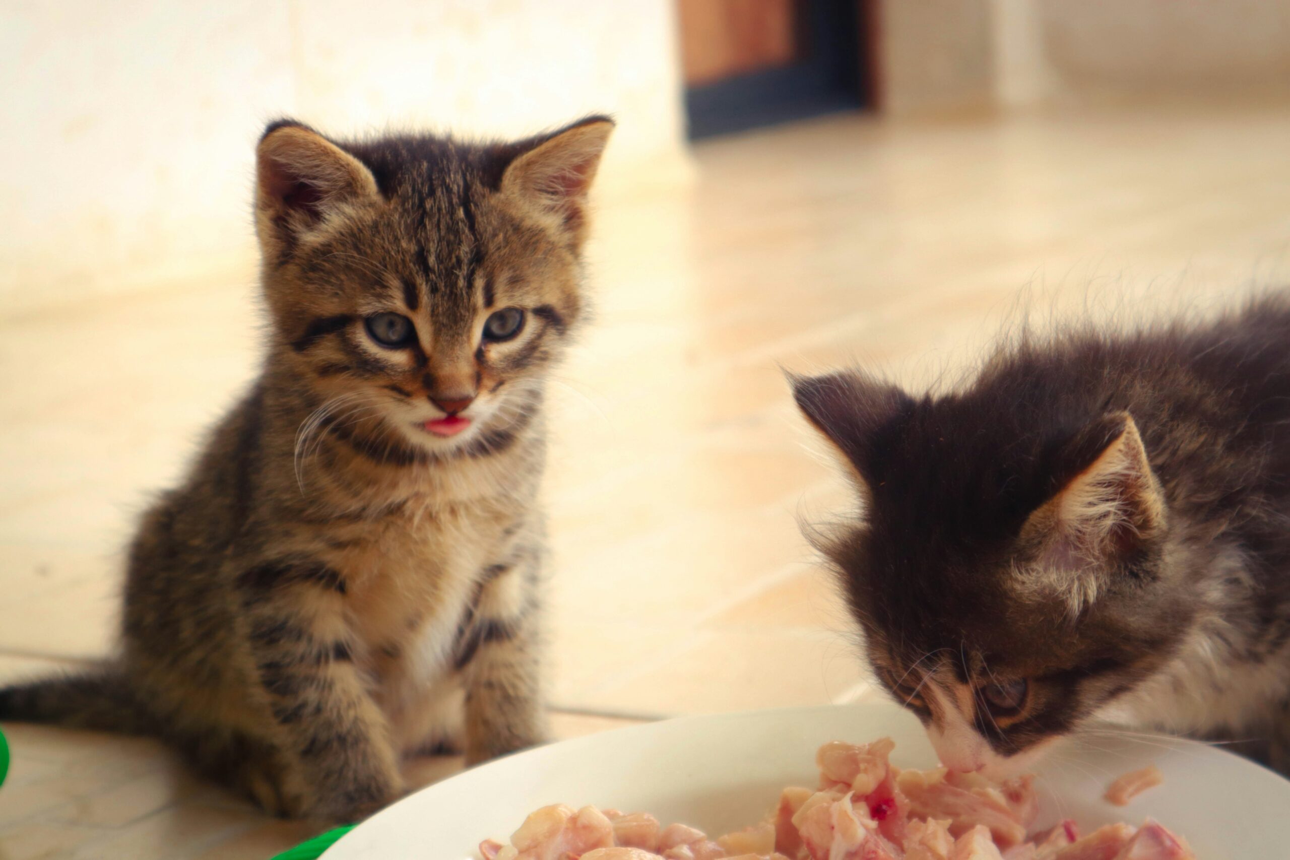 Why Is My Kitten Not Eating