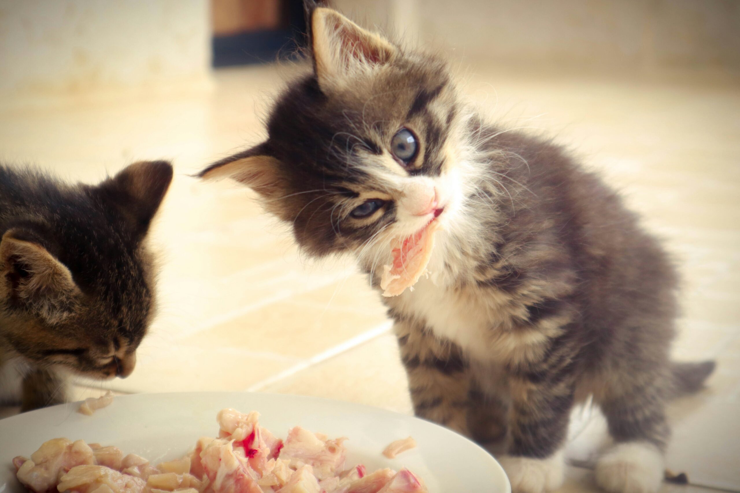 Why Is My Kitten Eating So Much?