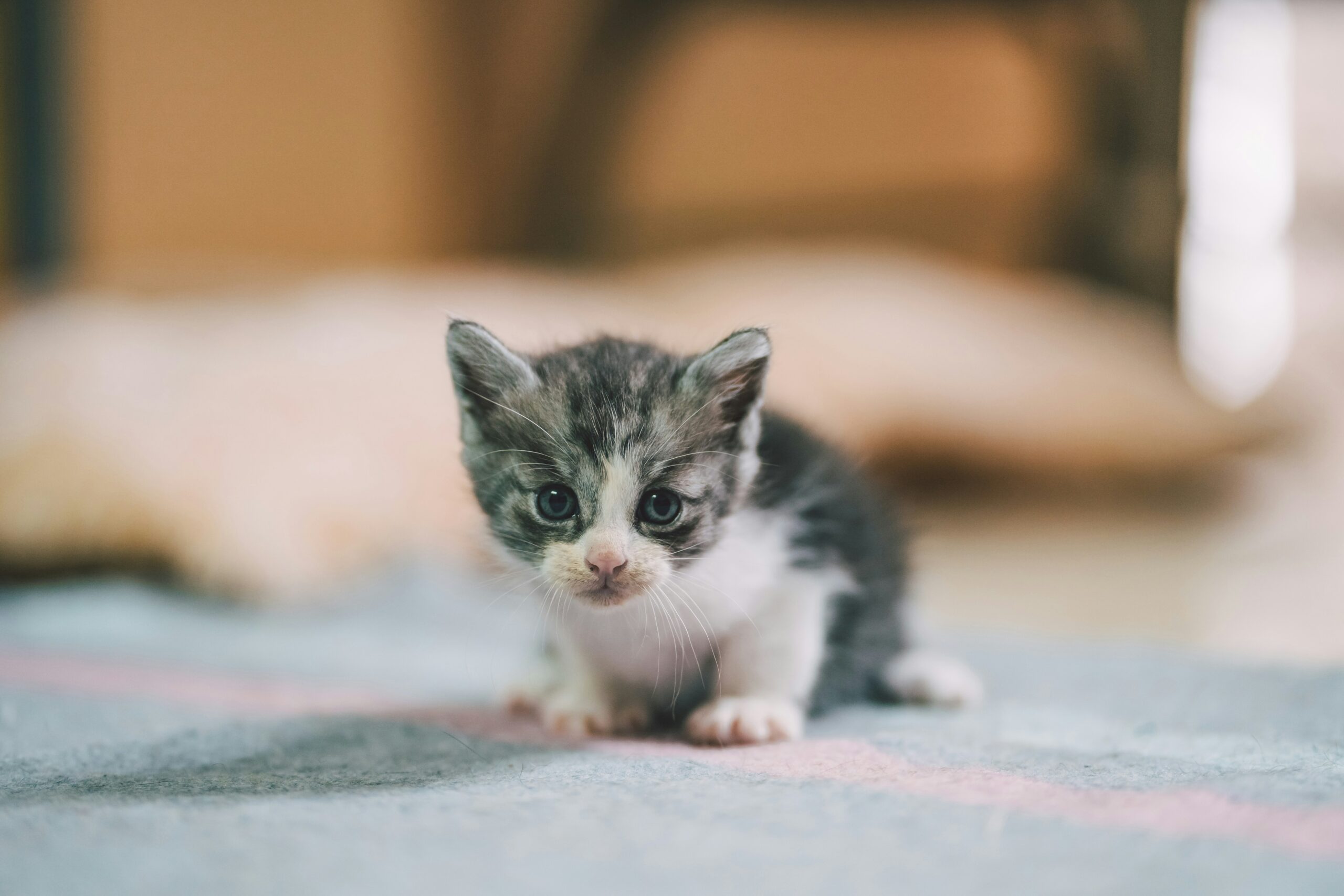 Why Is My Kitten Not Using the Litter Box