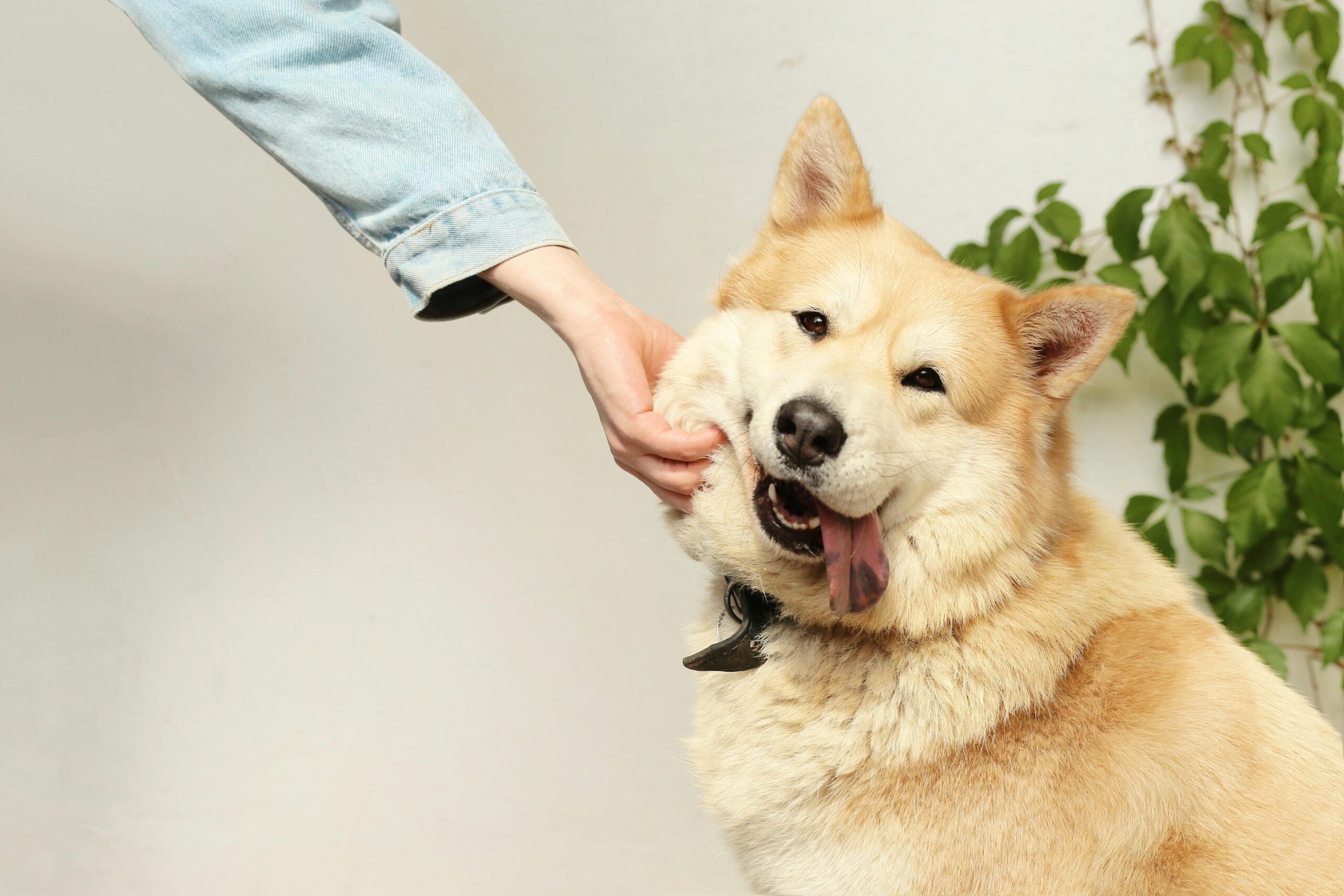 How to bond with your dog