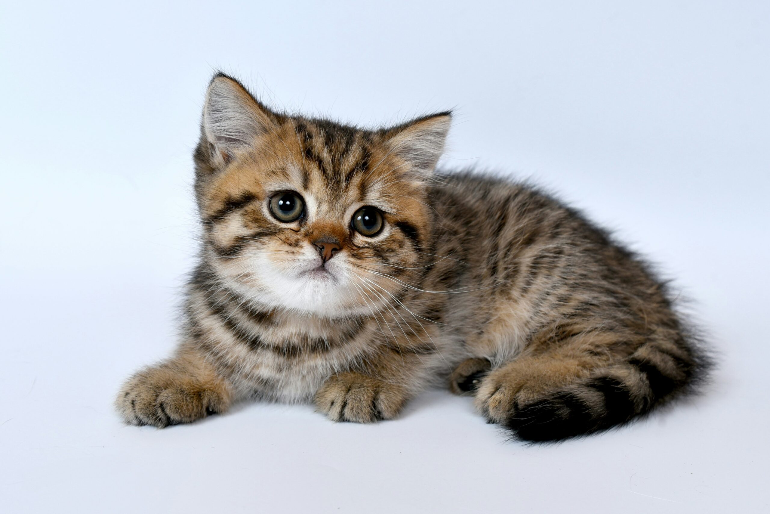 Why Is My Kitten Throwing Up
