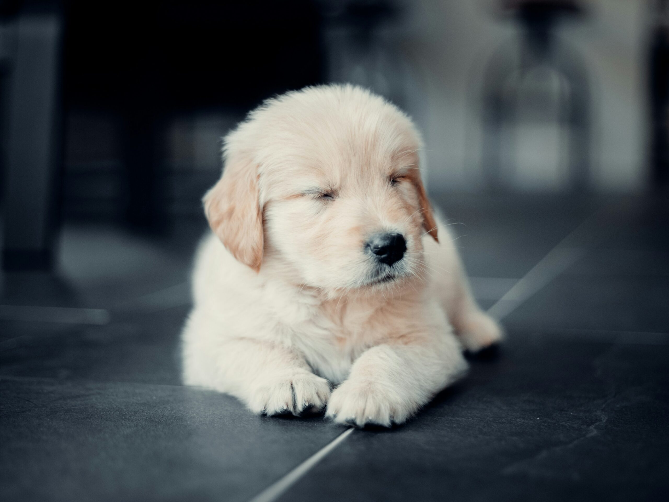 Why is my puppy whining