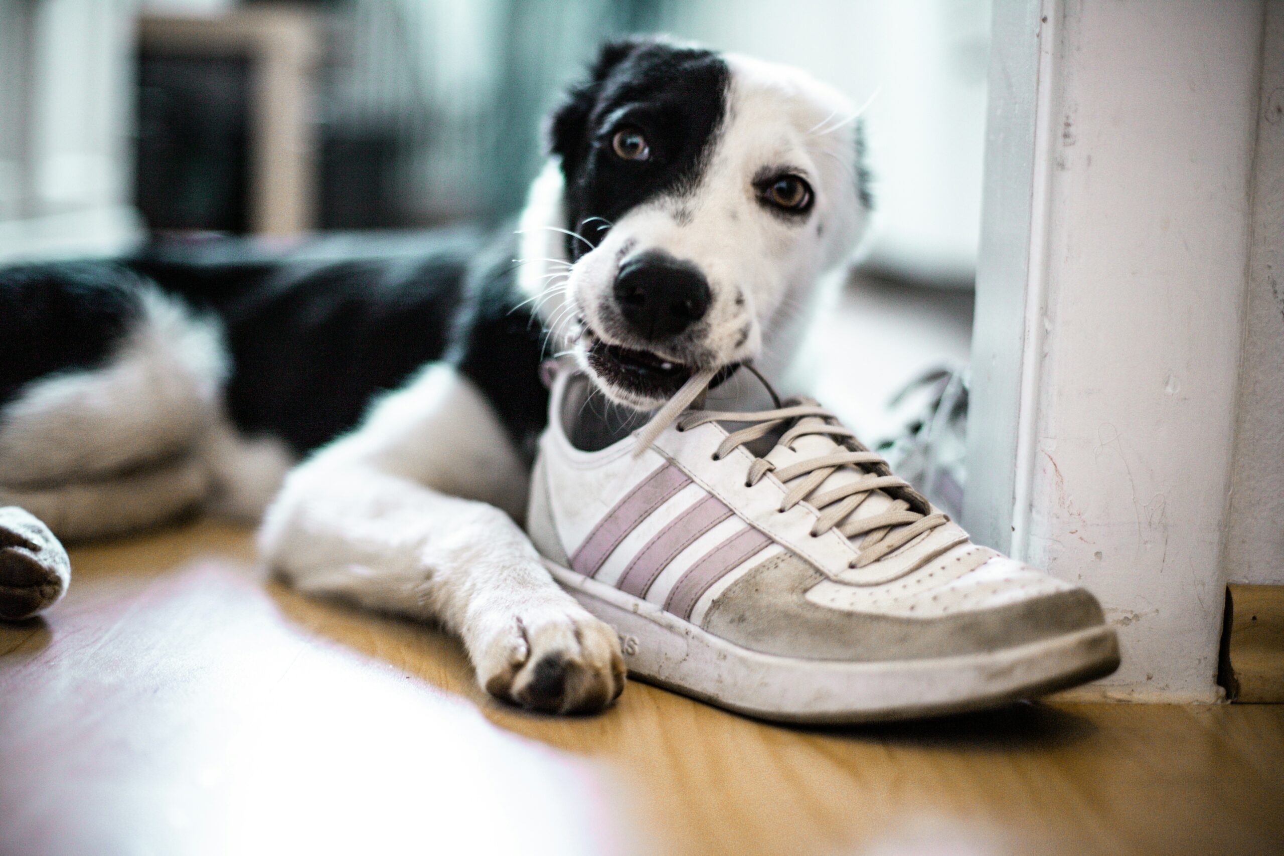PICA in dogs