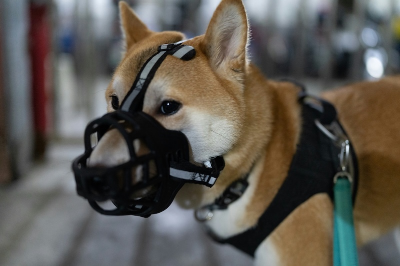 Try a basket muzzle if your dog tries to snack on the outside world during walks