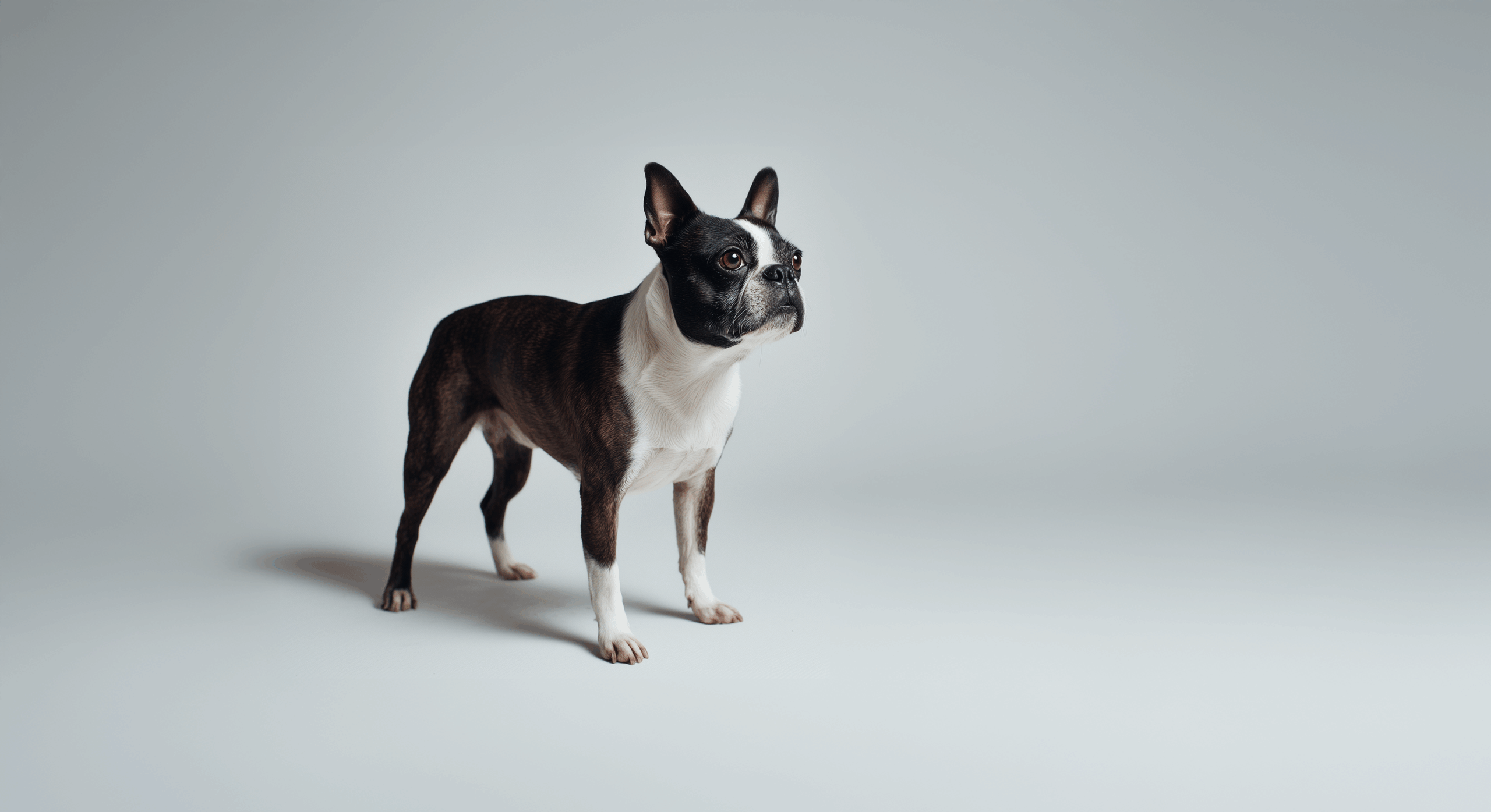 Boston Terrier Pet Breed
