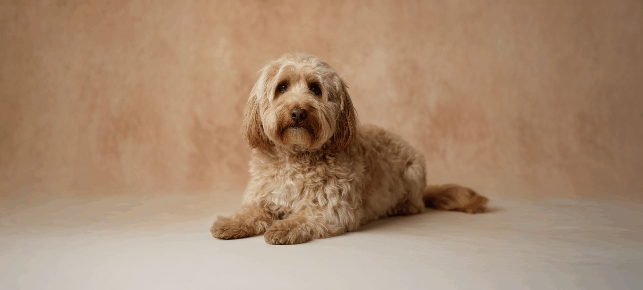 Cockapoo Pet insurance