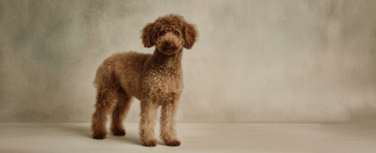 Miniature_Poodle-416x170.png