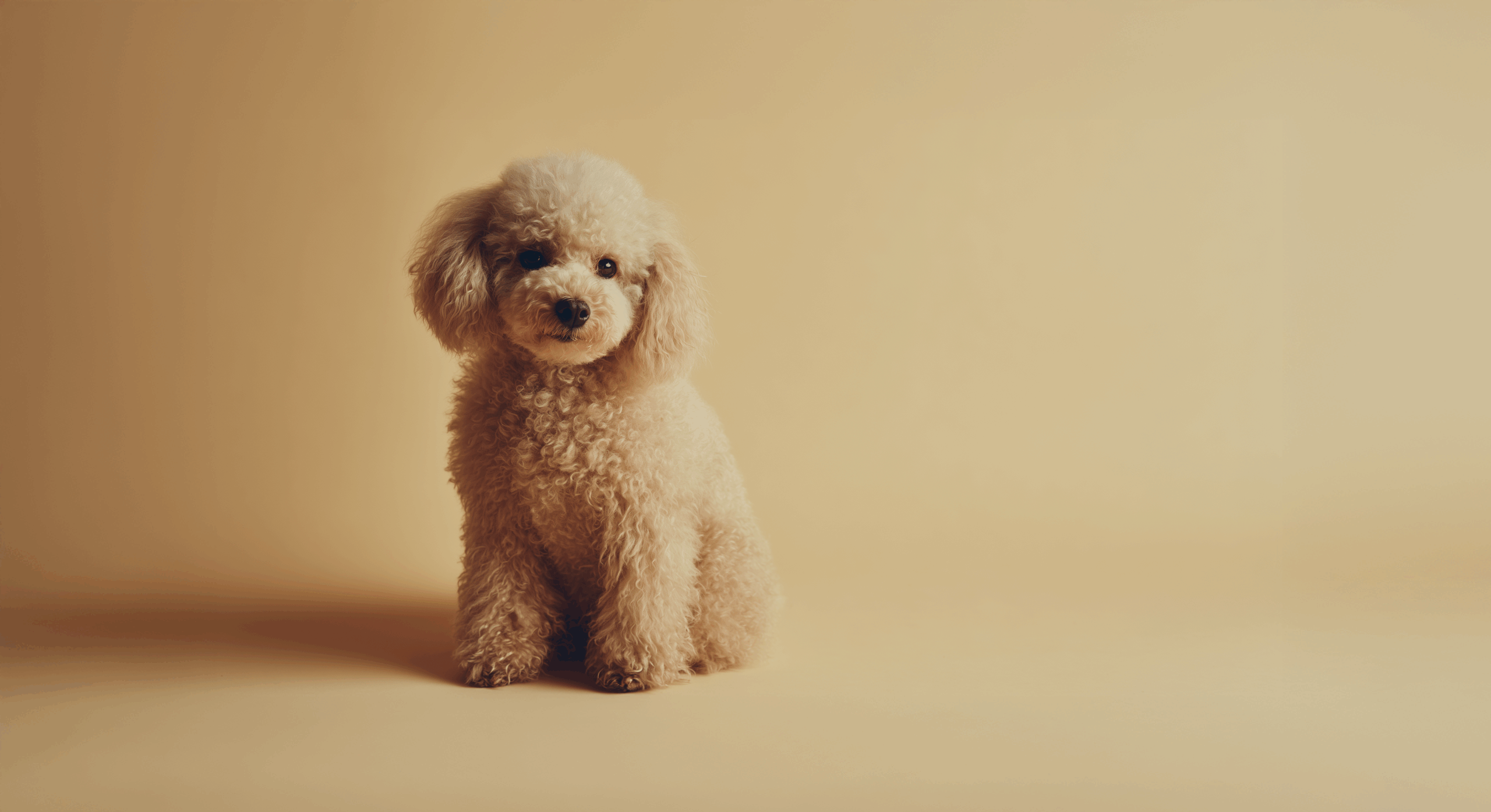 Poodle Toy Pet Insurance