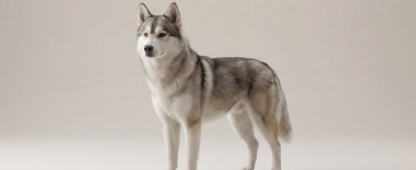 Alaskan husky Dog Breed Guide | Lemonade