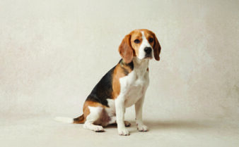 Pet Insurance Beagle by Lemonade