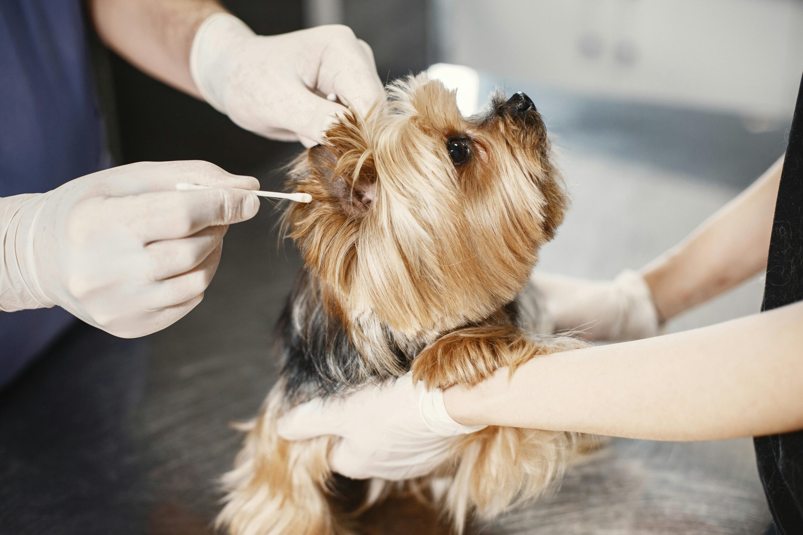 Ear Mites in Dogs