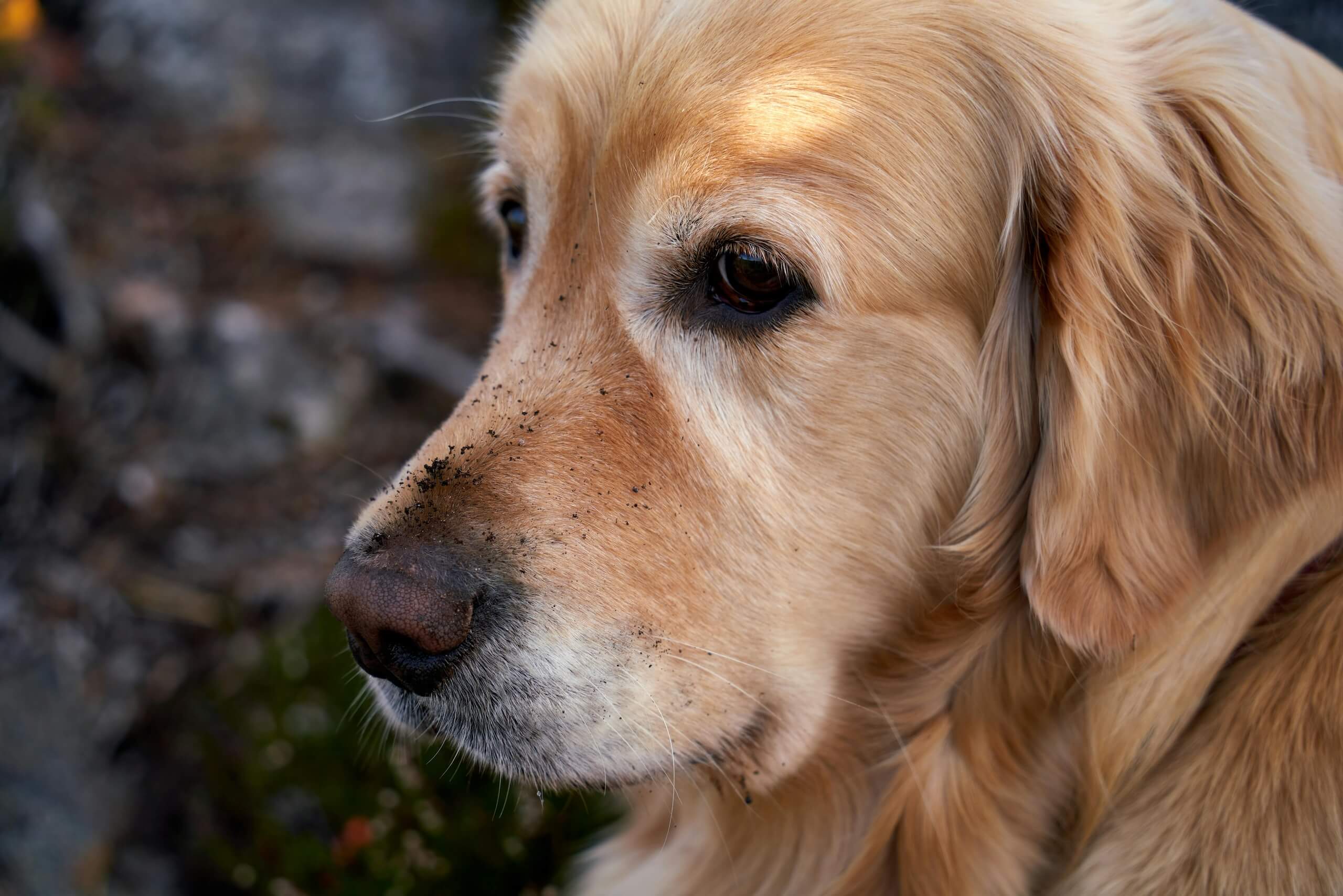 bot fly on dog
