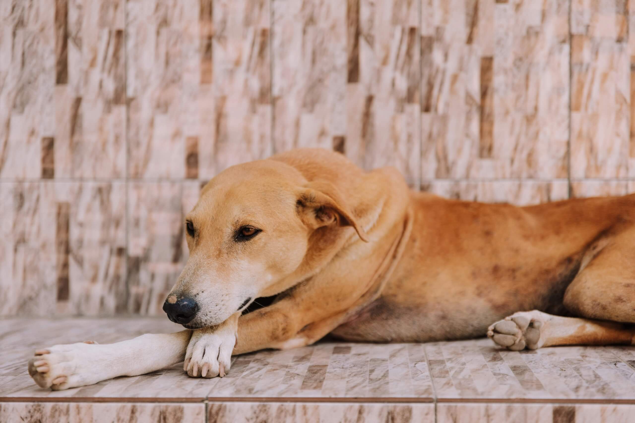 dog warts