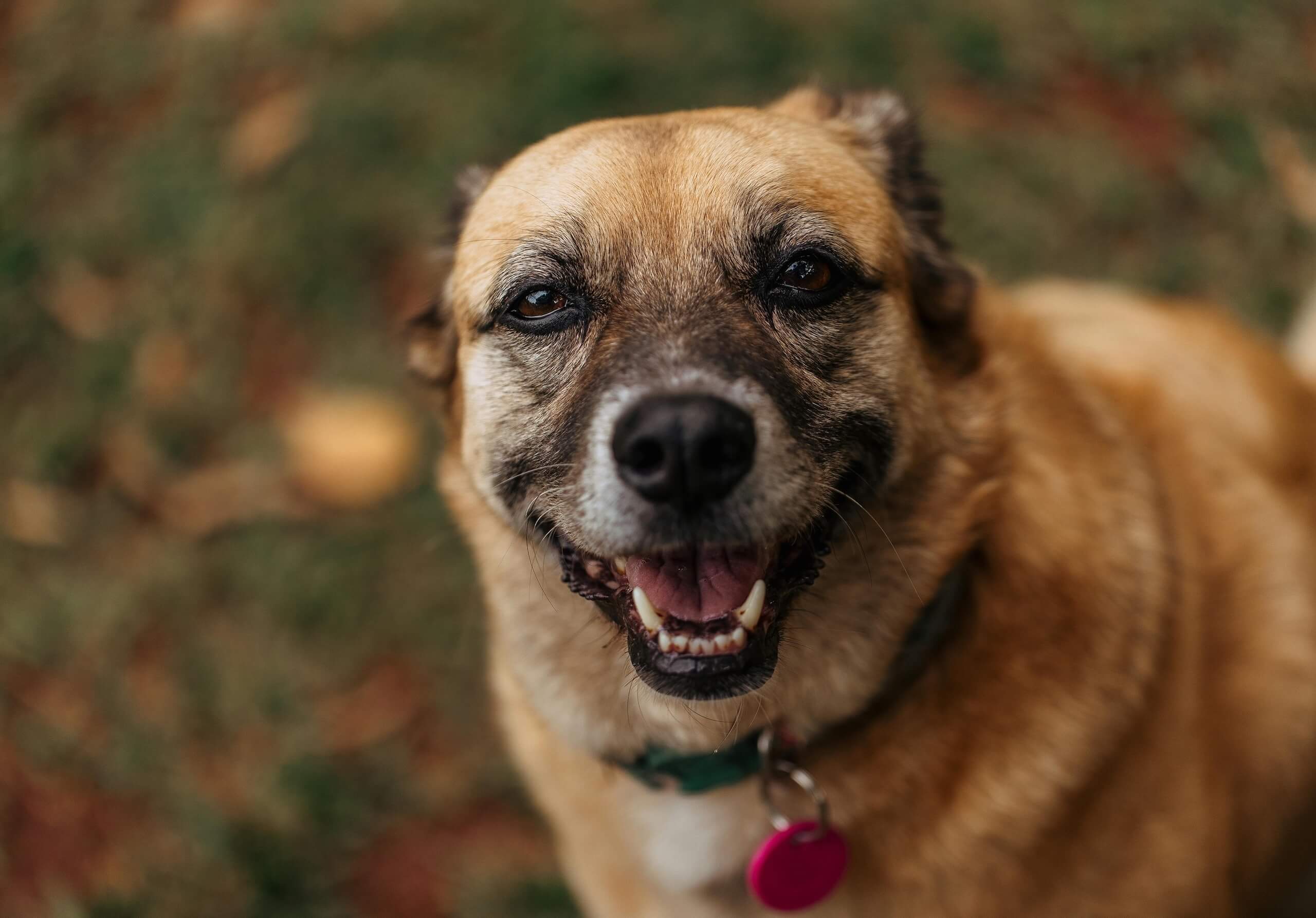 skin tag on dog
