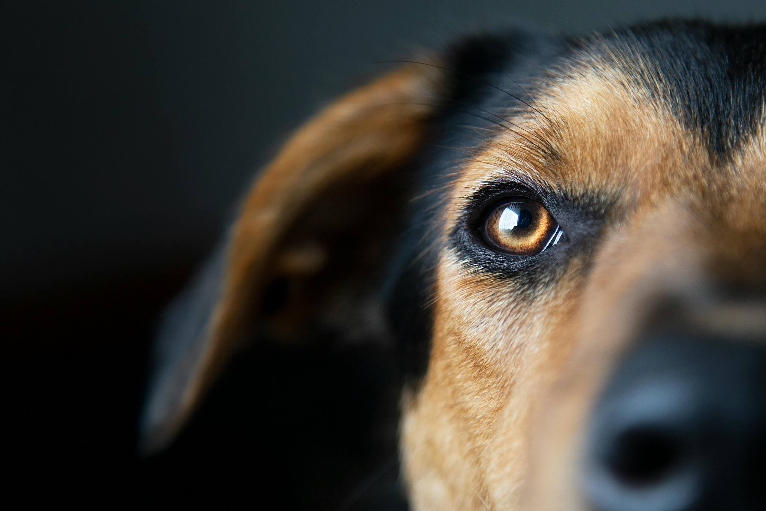 can dogs get pink eye
